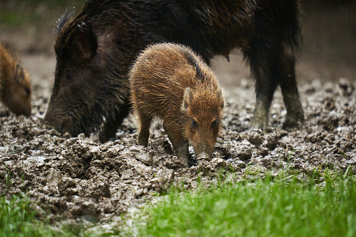 A herd of wild hogs (feral pigs) of all ages in rain, rooting in the forest mud, after sunset