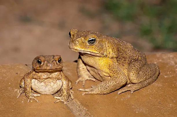 two cane toads in Northern Australia
