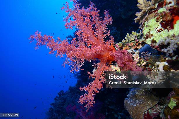 Red Morze - zdjęcia stockowe i więcej obrazów Afryka - Afryka, Azja Zachodnia, Czynność