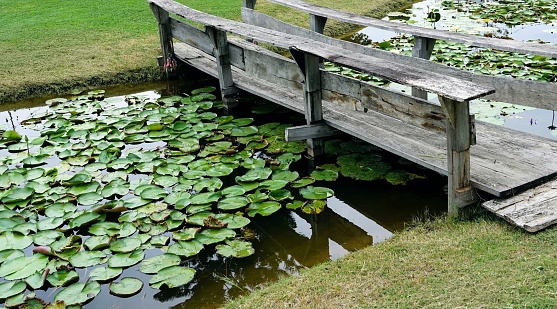 A beside veiw of a wooden bridge over a lilies pond with green grass in the background.