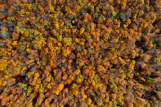 istock Overhead colorful mixed autumn forest aerial background, made directly from above 1587727821