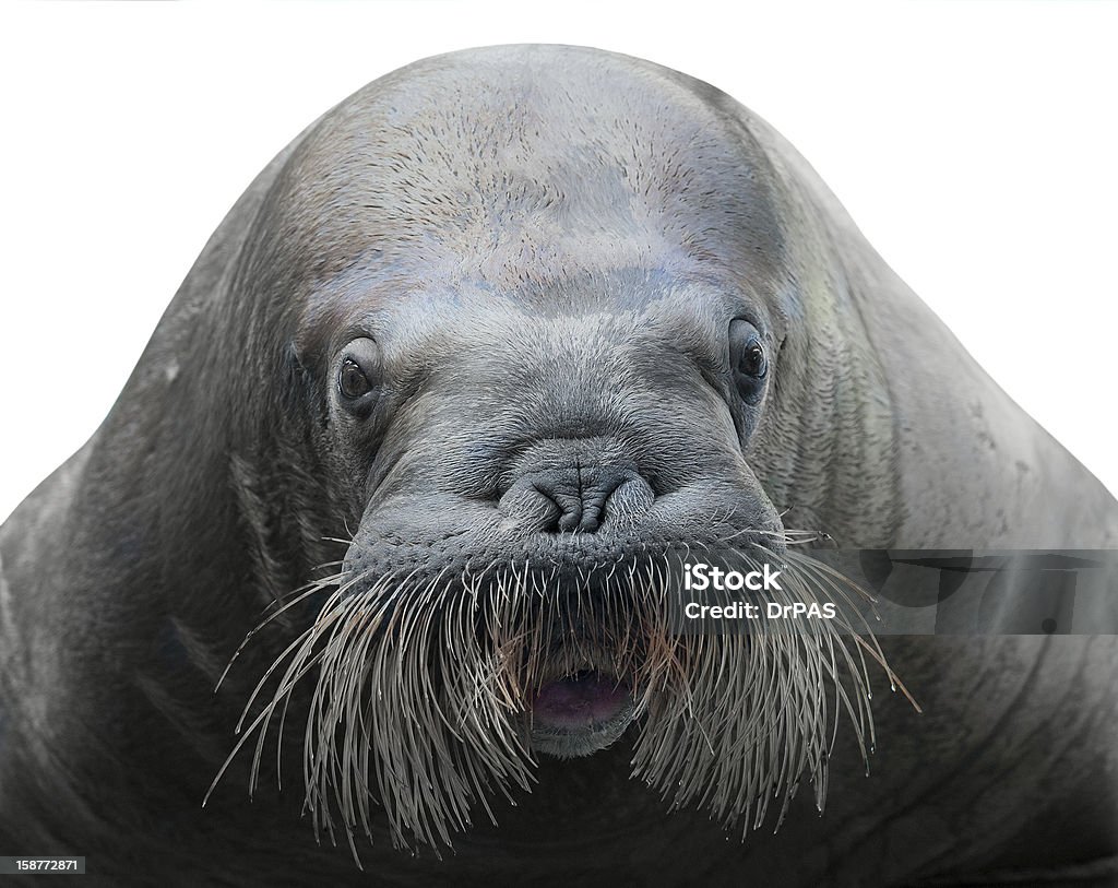 walrus Nahaufnahme, isoliert auf weiss - Lizenzfrei Walross Stock-Foto