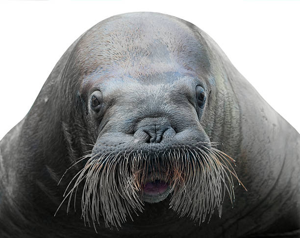 바다코끼리 클로즈업 흰색 바탕에 그림자와 - walrus 뉴스 사진 이미지