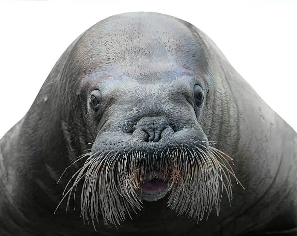 Photo of walrus close-up isolated on white