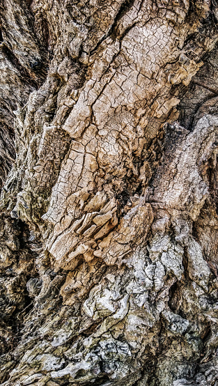 High resolution abstract vignette background wood texture, depicting an old Black Poplar tree, deeply grooved, intertwined and cracked bark detail, with patches of lichen growth and spider web filaments detail.