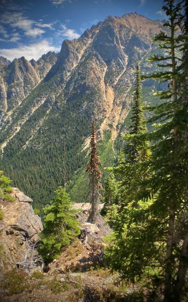 green pine trees border mountain peaks in the north cascade national park. hiking in the north cascades national park, washington - u.s.a. liberty bell mountain stock pictures, royalty-free photos & images