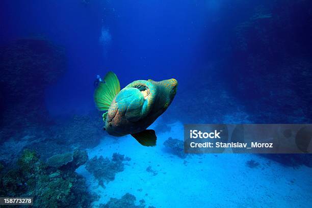 Mar Rojo Foto de stock y más banco de imágenes de Actividad - Actividad, Agua, Aire libre
