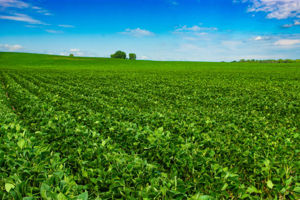 istock Soybean crop growing in North Dakota. 1587733671
