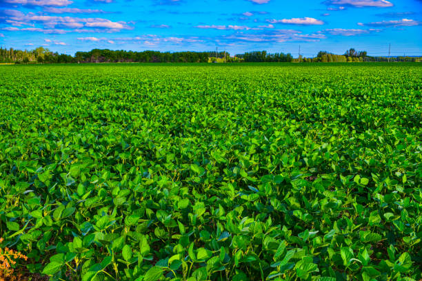 istock Soybean crop growing in North Dakota. 1587734730