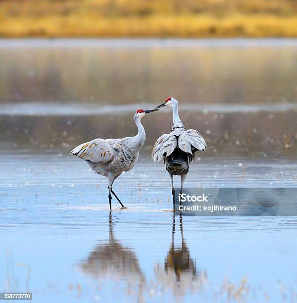 Sandhill Gru Baciare - Fotografie stock e altre immagini di Ala di animale - Ala di animale, Ambientazione esterna, Amore