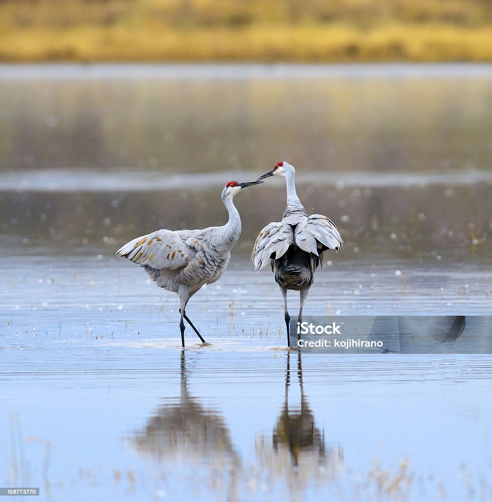 Sandhill Cranes kissing A Pair of Sandhill Cranes at Bosque del Apache National Wildlife Reserve in New Mexico USA. Animal Stock Photo