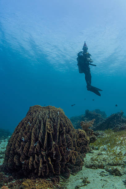 istock Scuba Santa on a healthy reef 158773777