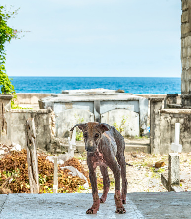 A sorry looking canine mongrel dog,with only a tuft of fur left on it's back,sadly affected by acute mange,a skin disease caused by scabies mites and lack of care.Lives in a cemetery by the sea.