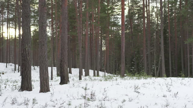 cold winter evening in pine forest with