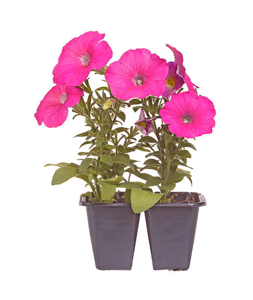 istock Pack of two pink-flowered petunia seedlings ready for transplant 158775701