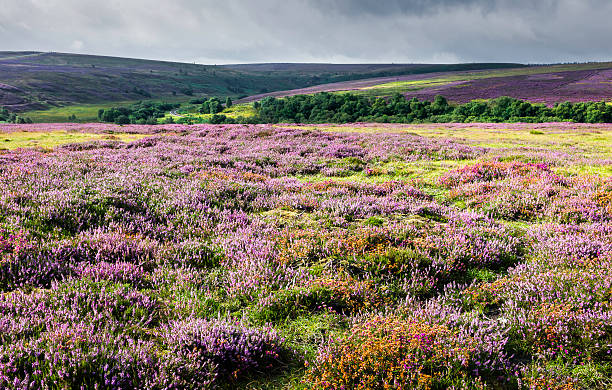 istock Heather in bloom, North York Moors, Yorkshire, UK 158776092