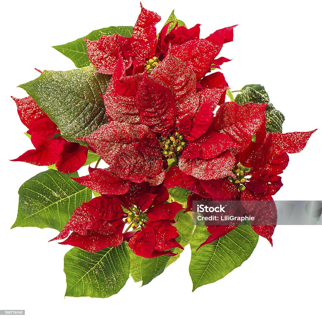 Rojo poinsettia. flor de Navidad Aislado en blanco - Foto de stock de Botánica libre de derechos