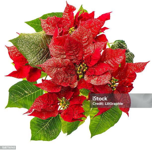 Rojo Poinsettia Flor De Navidad Aislado En Blanco Foto de stock y más banco de imágenes de Botánica - Botánica, Cabeza de flor, Celebración - Ocasión especial