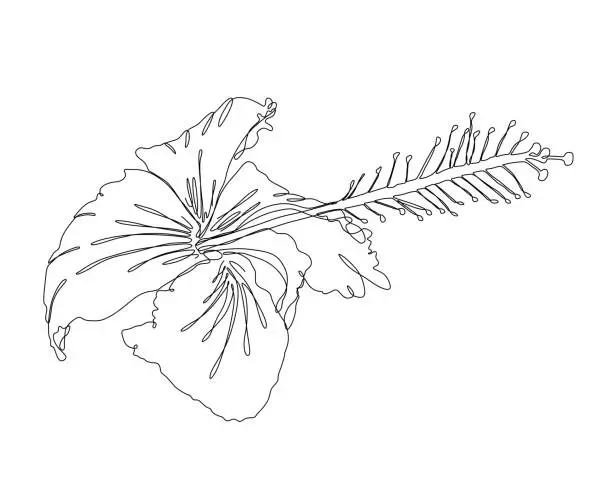 Vector illustration of Hibiscus Flower Continuous Line Drawing with Editable Stroke