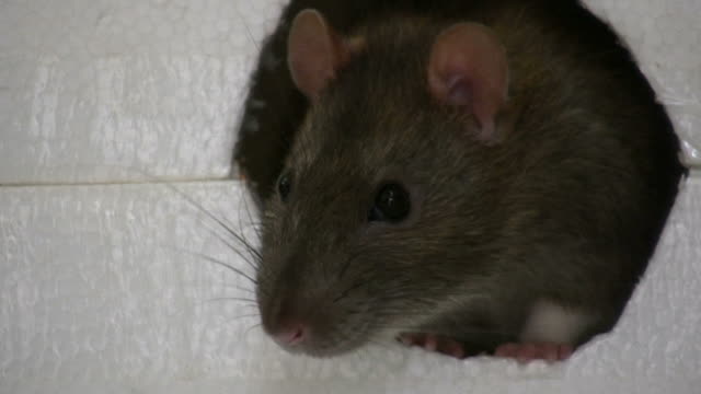 HD: rat