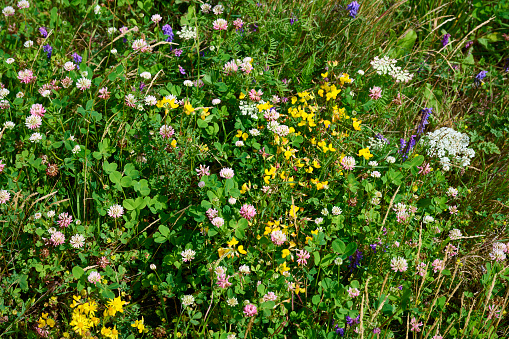 Untouched nature. When a small piece of cultivated land is left alone for a year during the summer, a remarkable transformation takes place. wildflowers begins to emerge, painting the landscape with vibrant hues. Native plants reclaim their territory and bring biodiversity back to the area. Buried seeds from seasons past awaken, shooting up.