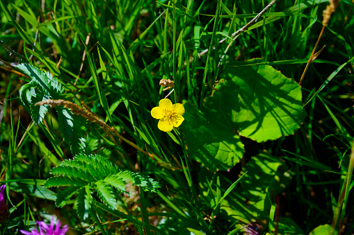 Hawkbit flowers in a meadow in the summery landscape