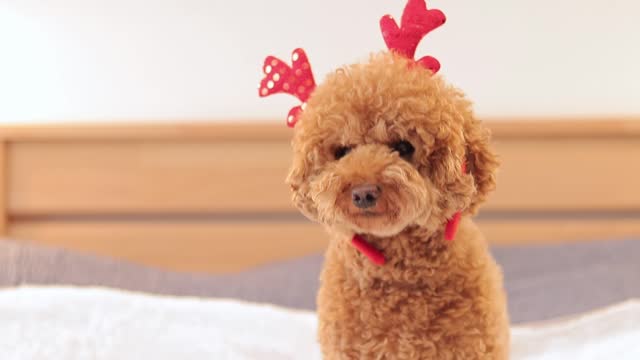Dog enjoys Christmas or New Year. Maltipoo with a festive headband