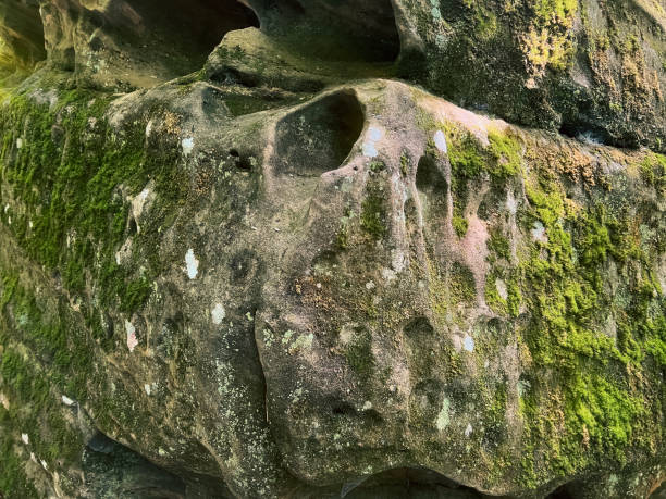 roca arenisca fosilizada cubierta de algas verdes - shawnee national forest fotografías e imágenes de stock