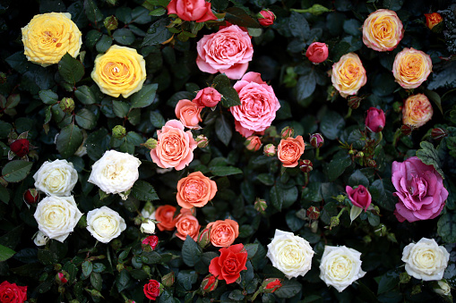 A top view of various colors of blooming rose flowers in a garden.