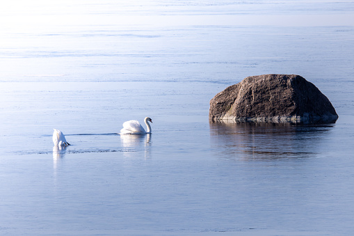Swans in the Sea in Spring