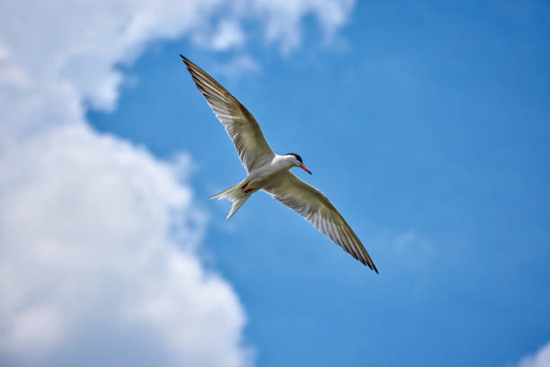 istock Whiskered tern (Chlidonias hybrida) in natural habitat 1587803549