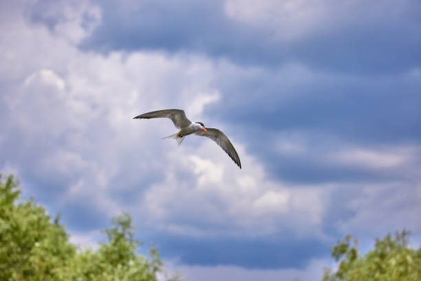 Whiskered tern (Chlidonias hybrida) in natural habitat