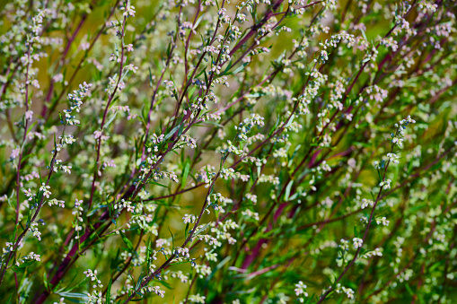 Baby's breath flower field with a small branch standing out