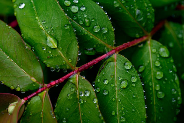 istock Background, pattern. Raindrops on green leaves of the large-flowered St. John's wort, Hypericum patulum. 1587821174