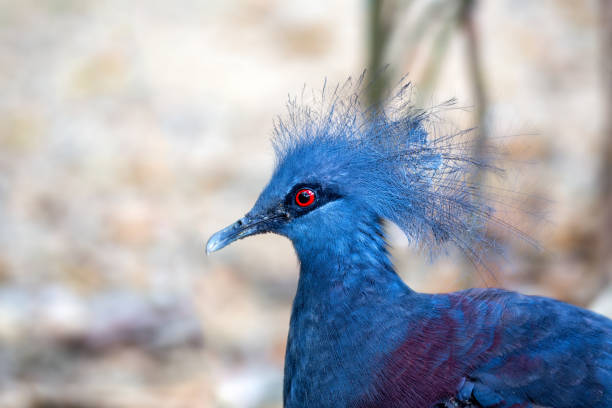 istock Victoria Crowned Pigeon (Goura victoria) 1587822767