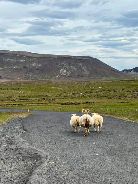 moutons islandais - icelandic sheep photos et images de collection