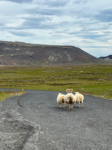 Icelandic sheep walking down a path