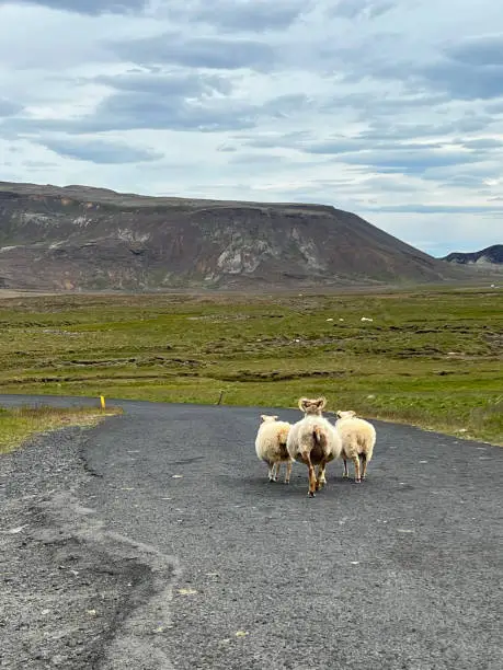 Photo of Icelandic sheep