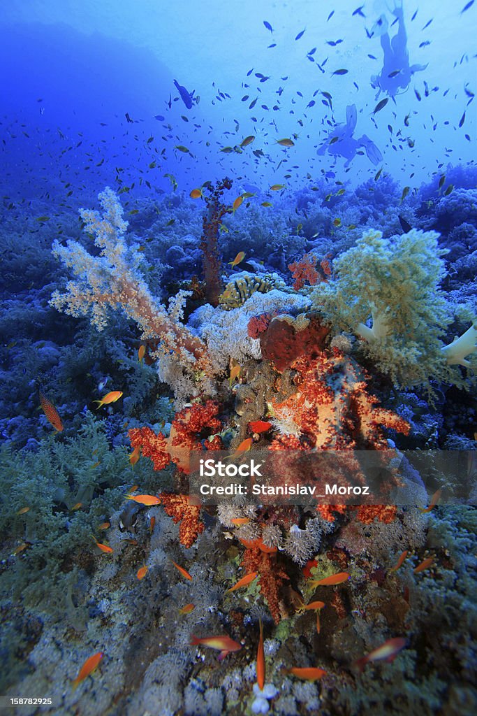 Mar Rosso - Foto stock royalty-free di Acqua