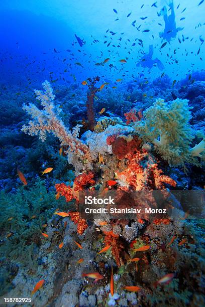 Mar Rosso - Fotografie stock e altre immagini di Acqua - Acqua, Africa, Ambientazione esterna