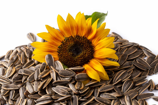 istock Sunflower and sunflower seeds on the white background 1587833713