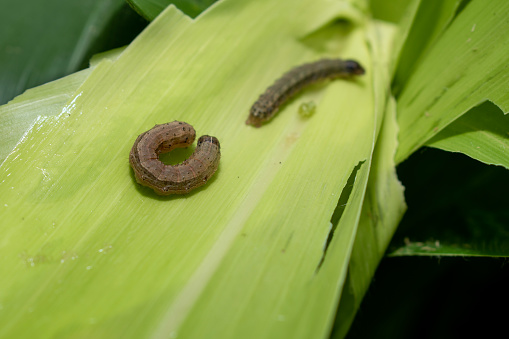 In the maize field, the armyworm attack the maize leaves, causing damage to the maize leaves, causing major losses to the maize itself. Maize is damaged by the fall armyworm Spodoptera frugiparda. attack of The fall armyworms on maize or corn crop.