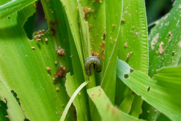 istock attack of The fall armyworms on maize or corn crop. 1587835103