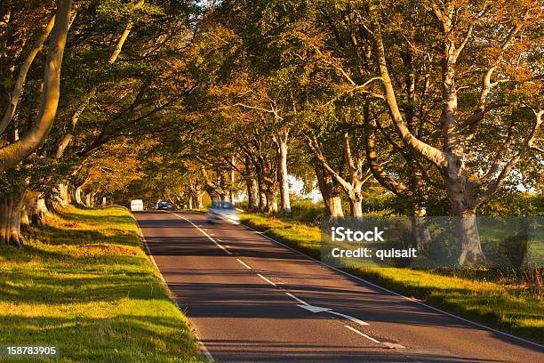 De Faia Avenue - Fotografias de stock e mais imagens de Antigo - Antigo, Ao Ar Livre, Avenida