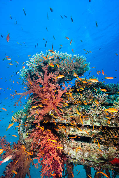 istock Tropical fish, and corals colonise a manmade pipe underwater 158784086