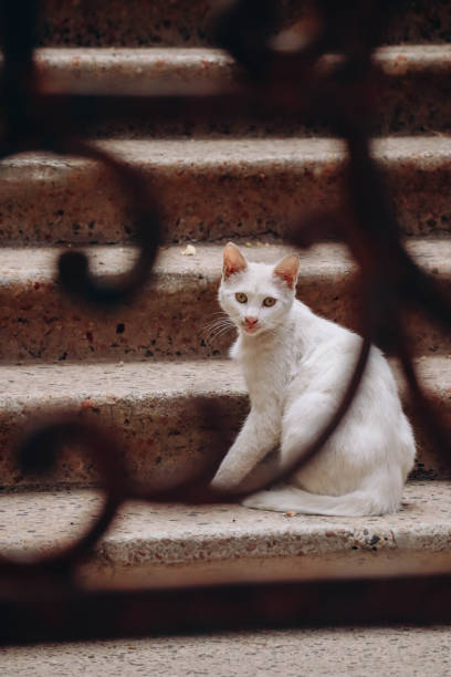 istock White stray cat in Beirut, Lebanon 1587842548