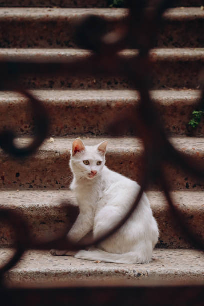 istock White stray cat in Beirut, Lebanon 1587842553