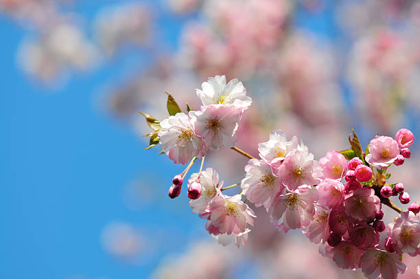 istock Japanese cherry blossoms 158784386
