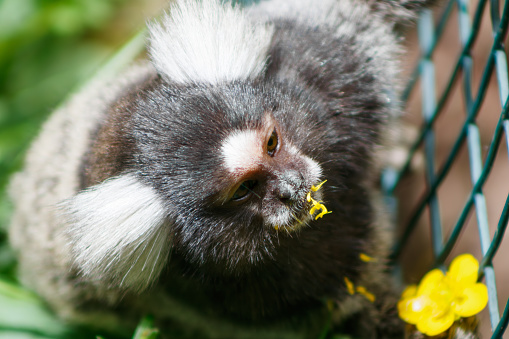 Little titi monkey eating a yellow flower