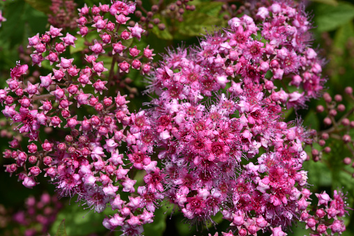 Japanese spiraea. Pink flowers of Japanese spirea.